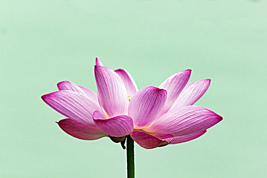 長(zhǎng)沙請(qǐng)住家保姆多少錢(qián)？揭秘住家保姆價(jià)格背后的秘密！