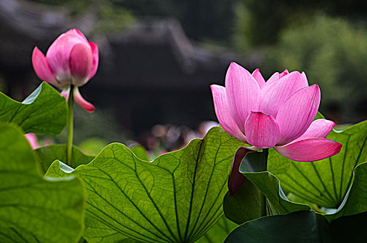 西安家庭保姆價(jià)格多少？選擇合適的保姆服務(wù)，享受更好的生活質(zhì)量