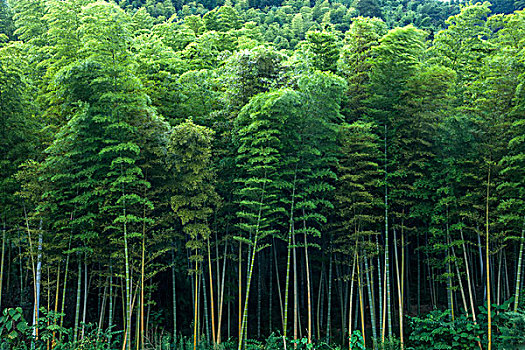 家政行業(yè)的發(fā)展與前景：一個(gè)正在崛起的職業(yè)領(lǐng)域