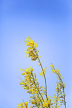 揚(yáng)州鐘點(diǎn)工多少錢(qián)？揭開(kāi)家政服務(wù)價(jià)格的神秘面紗