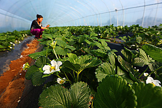 濟南家政公司有多少家？深入了解濟南家政行業(yè)的現(xiàn)狀與前景