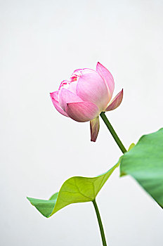 哪吒重生投資了多少？揭秘這場(chǎng)震撼投資背后的故事