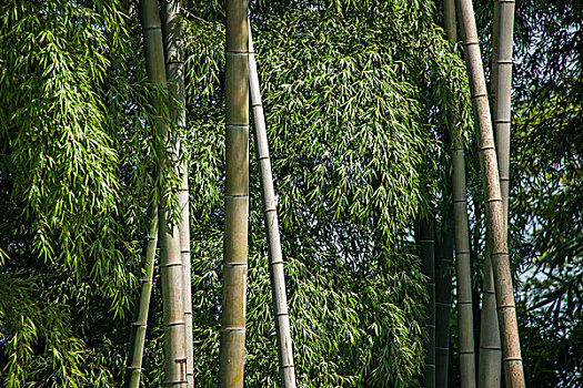 管家?guī)陀卸嗌偌艺藛T？了解背后強(qiáng)大的服務(wù)團(tuán)隊(duì)