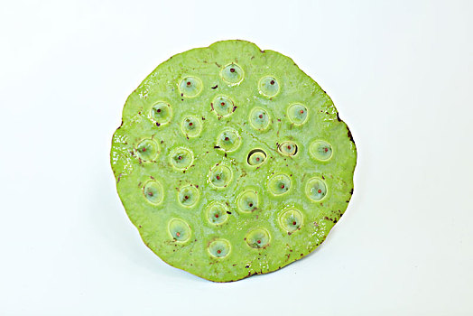 緬因家養(yǎng)貓多少錢？揭秘貓咪價格背后的秘密