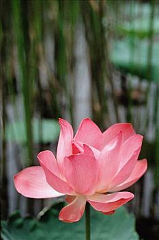 月嫂證需多少錢？揭開背后的市場價(jià)值與發(fā)展前景