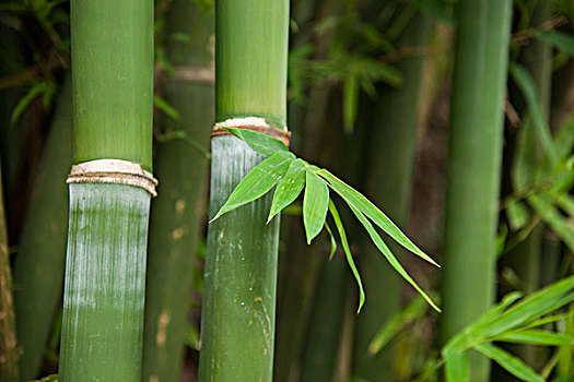 找個(gè)奶媽要多少錢(qián)？揭秘行業(yè)內(nèi)幕，幫你選擇最優(yōu)服務(wù)