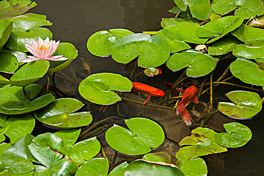 醫(yī)院月嫂一天多少錢？了解醫(yī)院月嫂的收費(fèi)標(biāo)準(zhǔn)與服務(wù)內(nèi)容