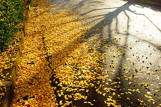 保姆過年紅包多少？揭開春節(jié)紅包背后的文化與心意