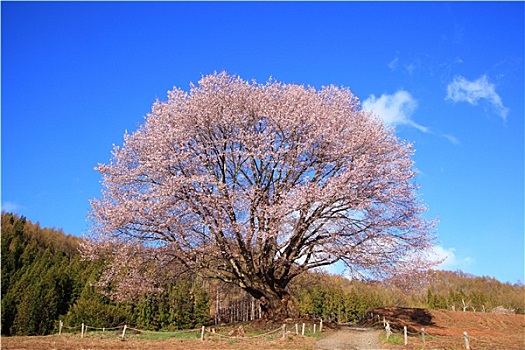 繡花機(jī)轉(zhuǎn)速最多多少？揭秘高效繡花機(jī)的核心技術(shù)