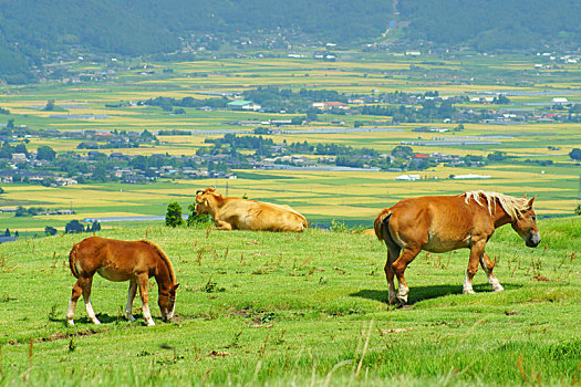 福州修馬桶多少錢(qián)？揭開(kāi)價(jià)格背后的秘密，找到最實(shí)惠的解決方案！