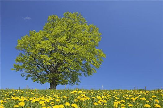高端的家政保姆多少錢？揭開家政服務(wù)的背后真相