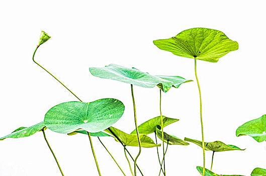 紐約的保姆多少錢一個(gè)月？揭秘高薪保姆市場的真實(shí)情況