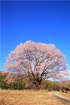 武漢市居家保姆多少？揭秘居家保姆服務(wù)的市場價(jià)格與選擇指南
