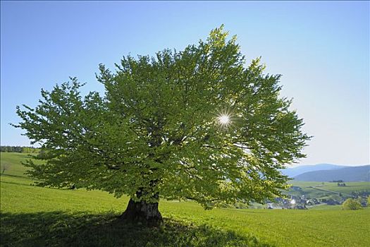 美國保姆多少錢一次？揭秘美國保姆服務(wù)的費(fèi)用與價(jià)值
