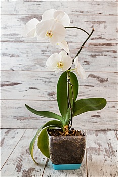 貴陽(yáng)請(qǐng)個(gè)月嫂多少錢(qián)？解密月嫂費(fèi)用背后的真相