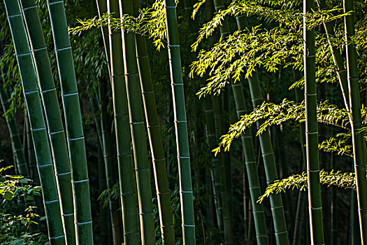 深圳品牌家政服務(wù)費(fèi)用解析：優(yōu)質(zhì)家政服務(wù)值得每一分錢
