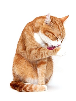 本地做飯保姆多少錢？讓你不再為做飯而煩惱！